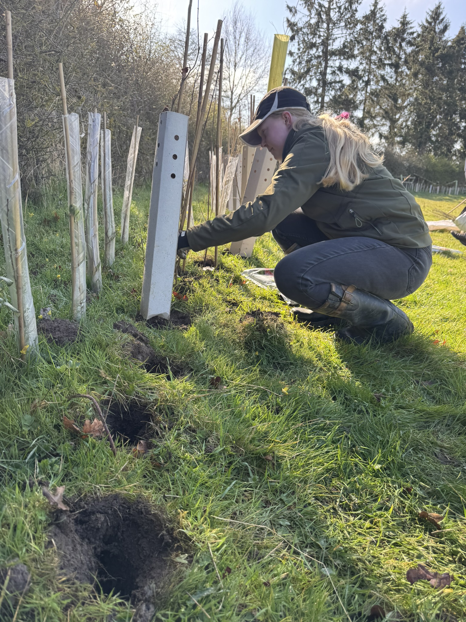 Widgit planting trees